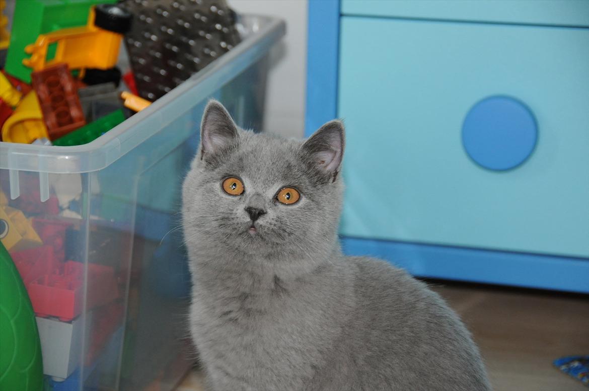 British Shorthair Tinytoons Darling (Cirkeline) billede 6