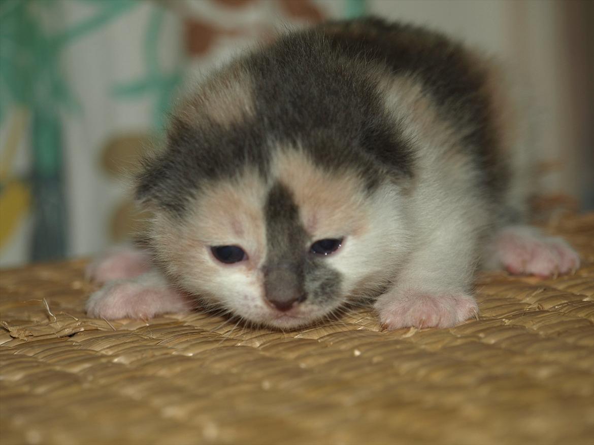 Huskat Berta billede 2