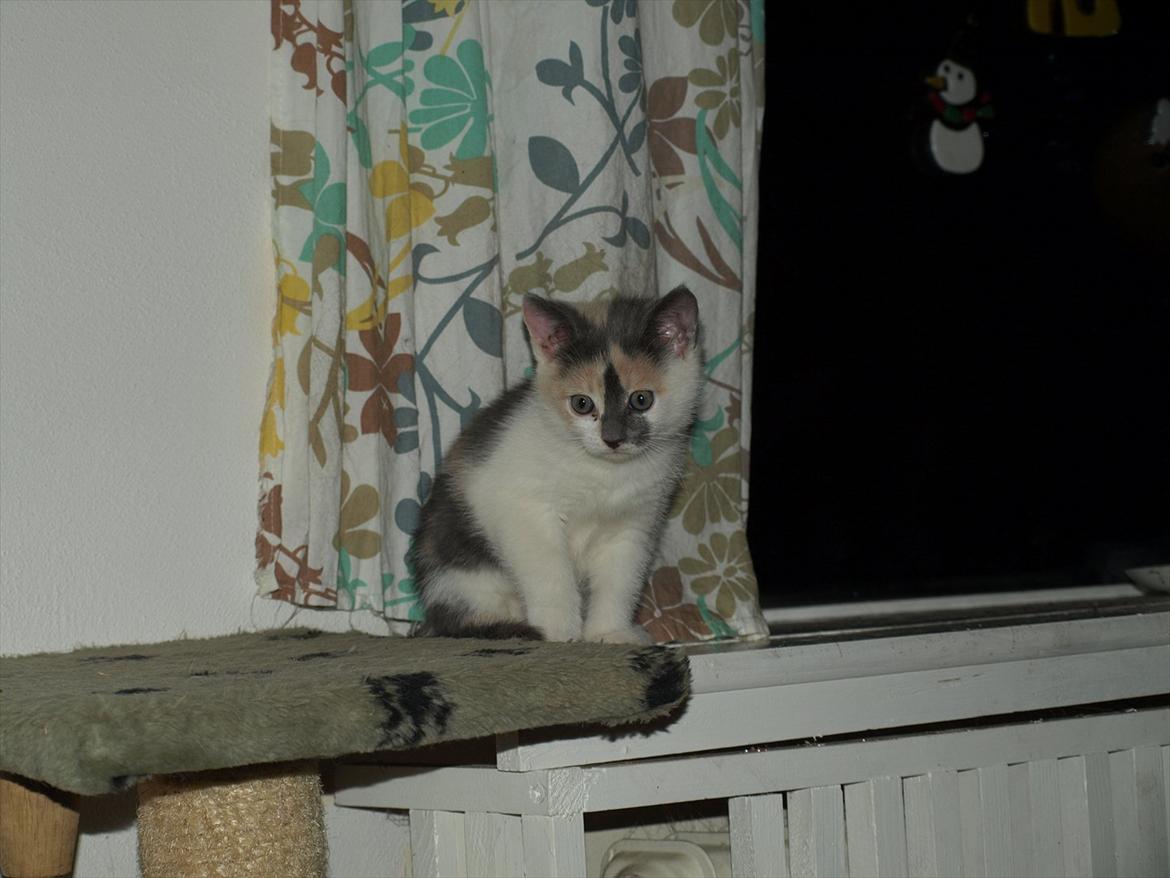 Huskat Berta billede 1