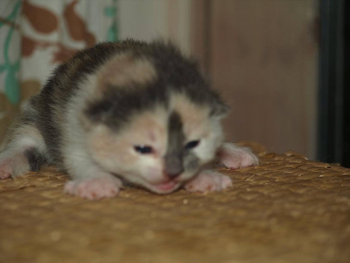 Huskat Berta billede 3