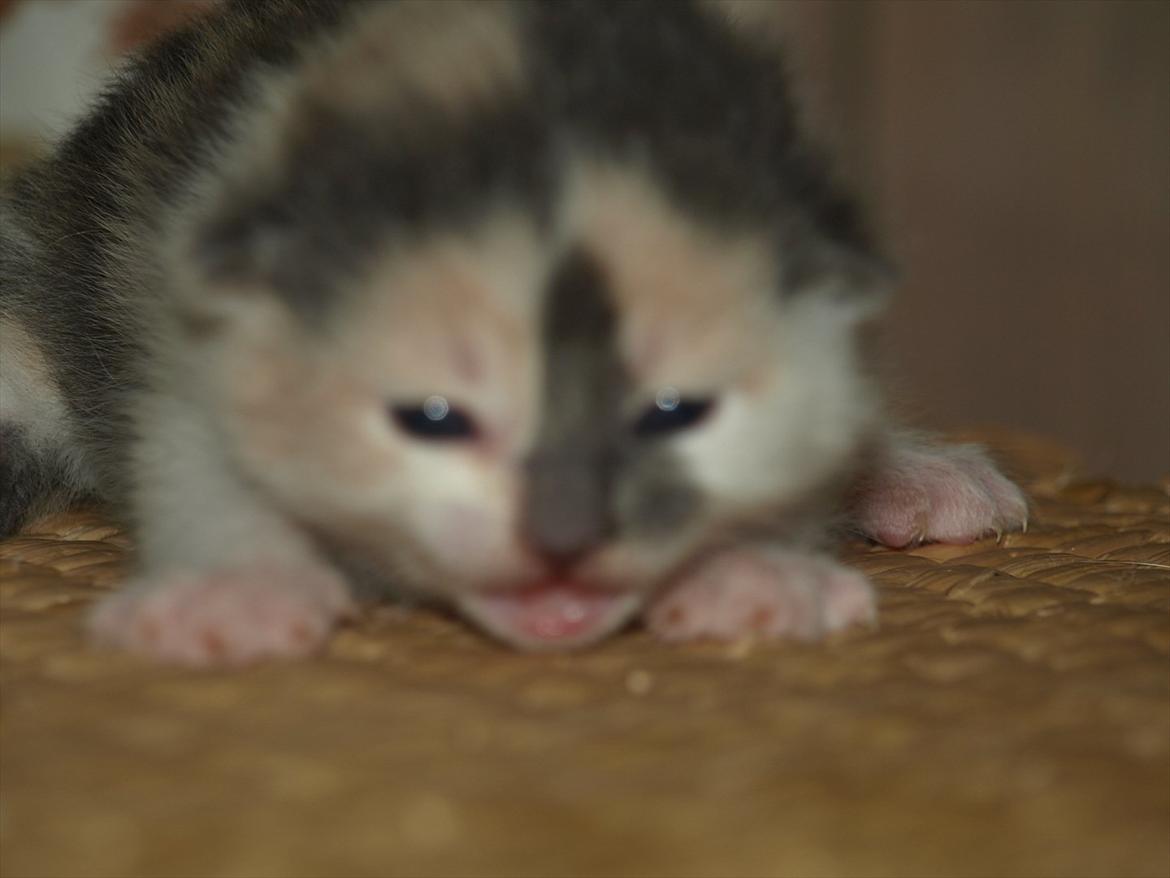 Huskat Berta billede 4