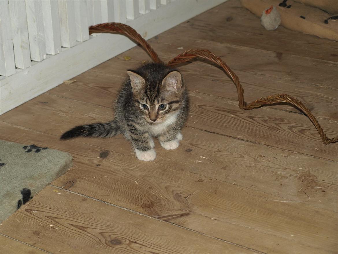 Huskat Carla billede 2