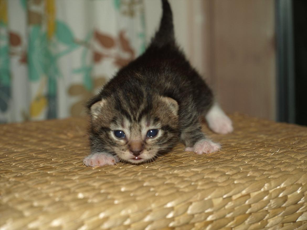 Huskat Carla billede 3