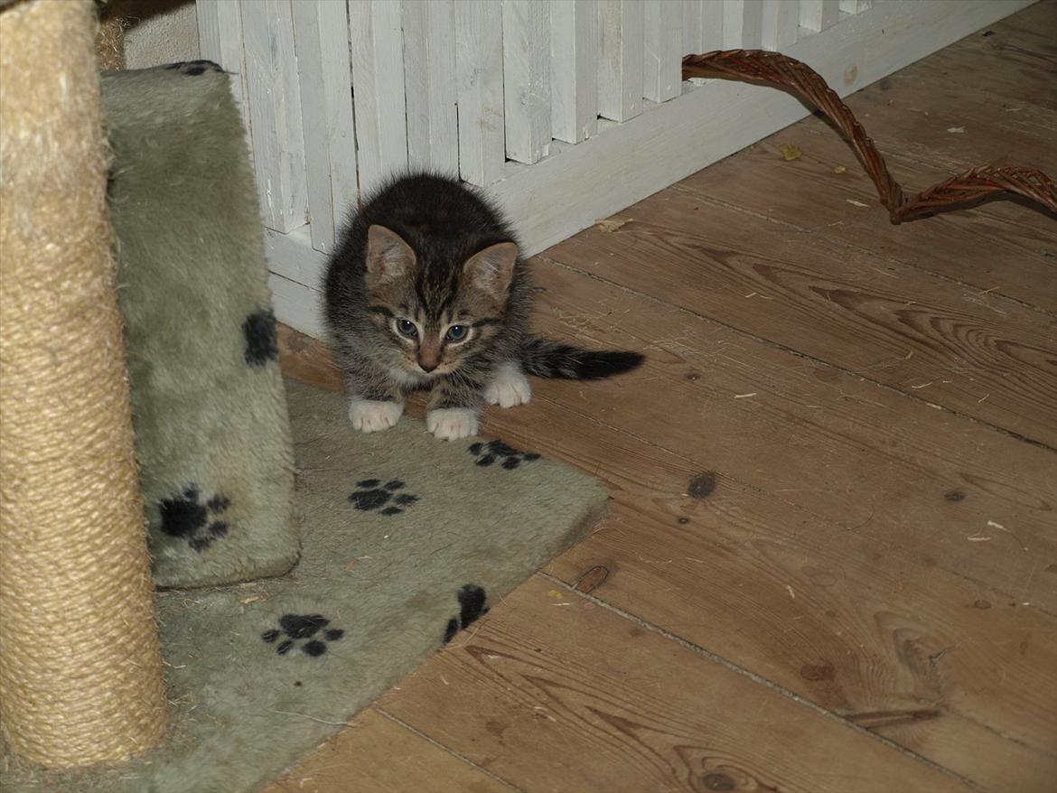 Huskat Carla billede 5