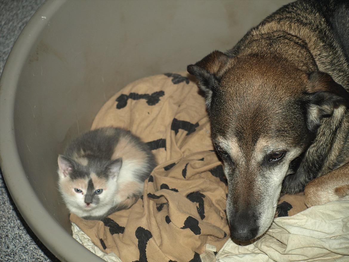 Huskat Berta - tante chili er hyggelig at putte med billede 5