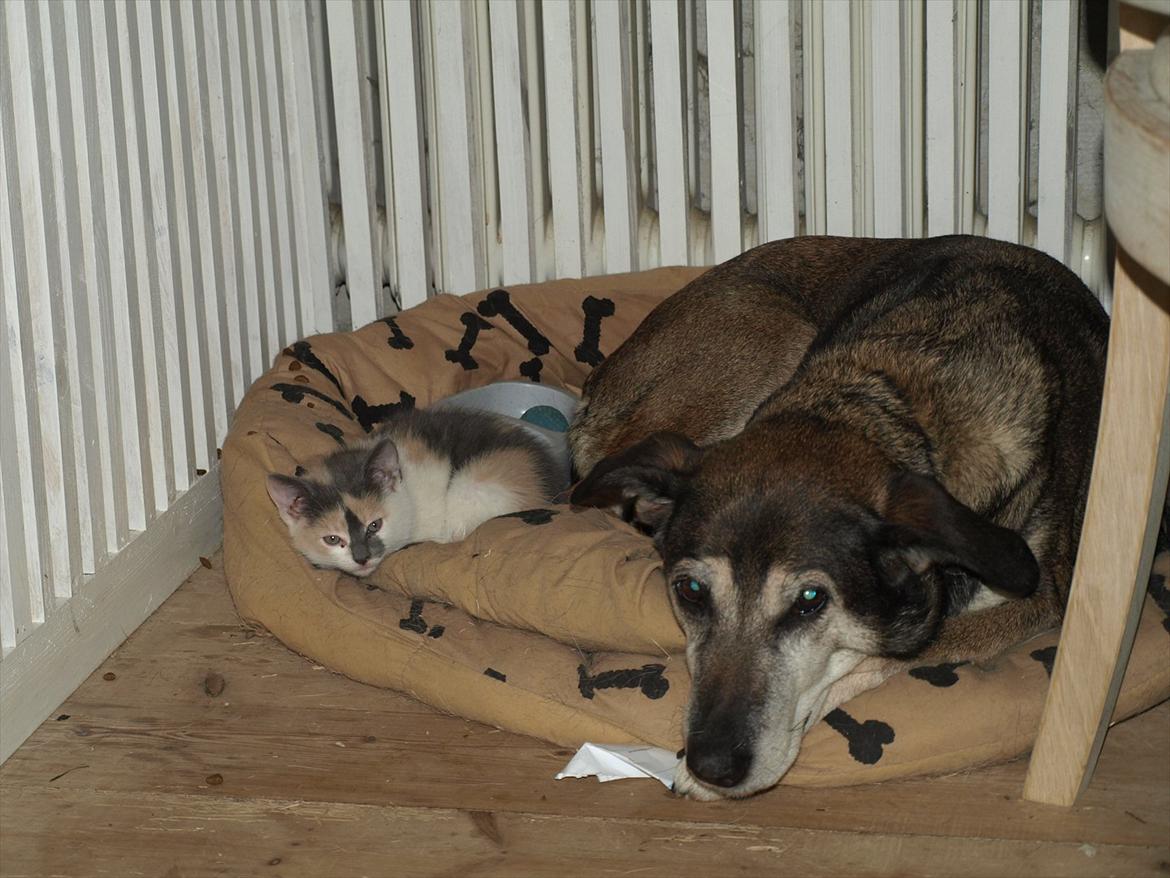 Huskat Berta - hvor tante chili ligger, ligger Berta billede 6