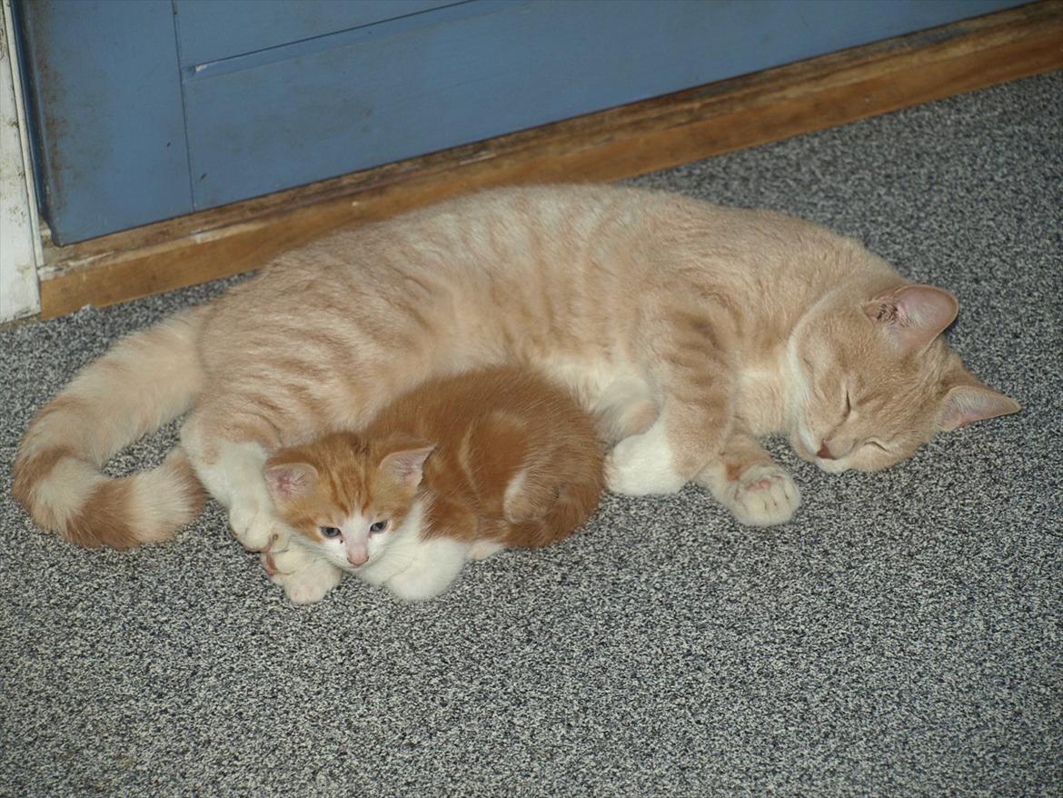 Huskat Ace of Beige billede 9