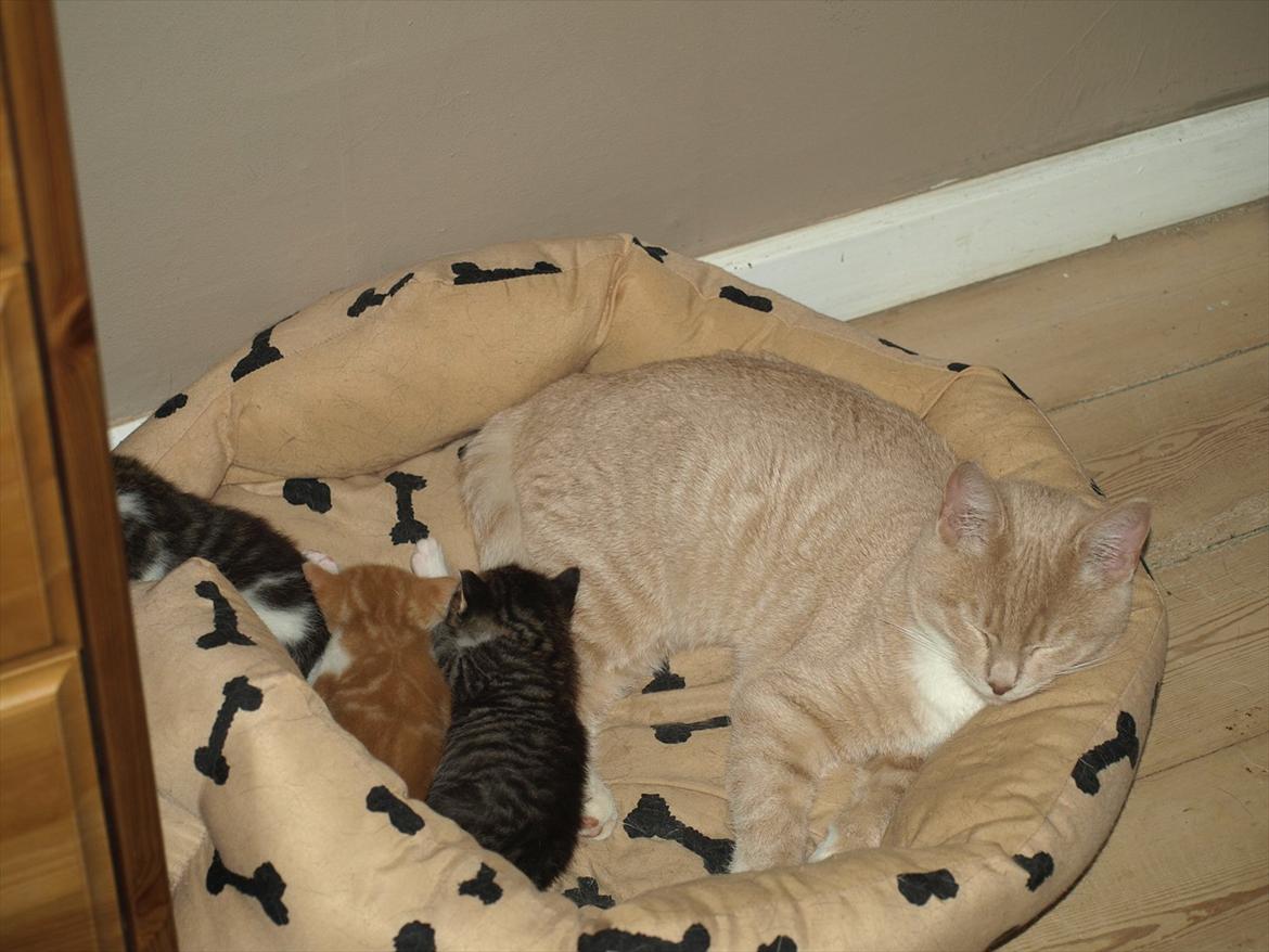 Huskat Ace of Beige - ACE er babystitter billede 10