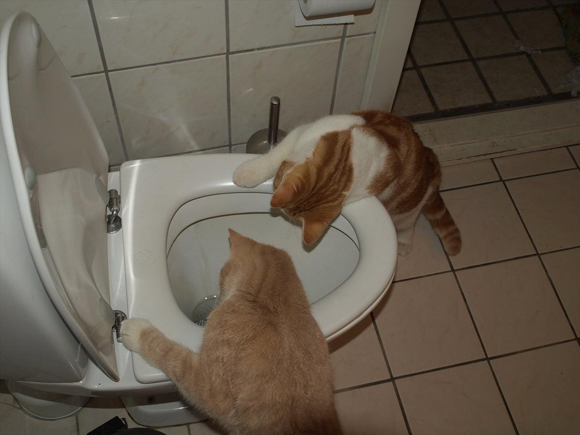 Huskat Ace of Beige - hvad er der dernede billede 11