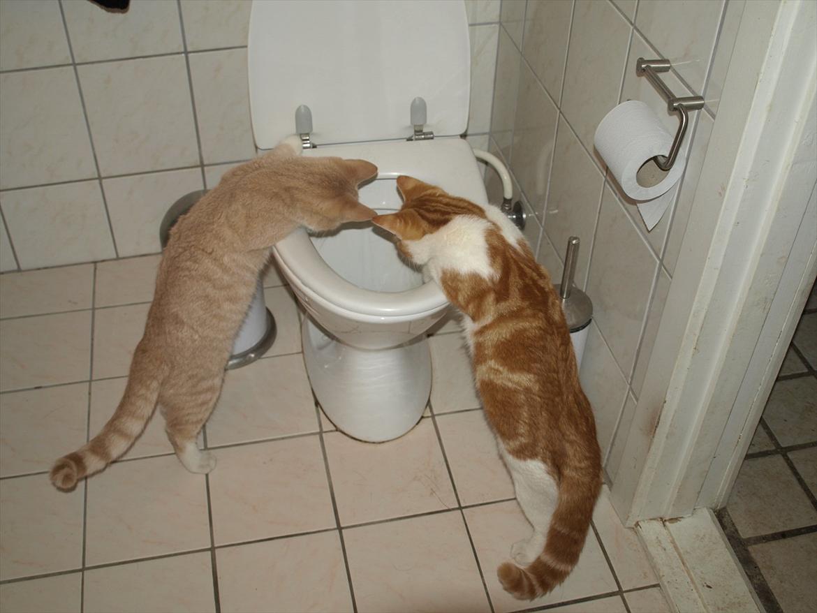 Huskat Ace of Beige billede 12