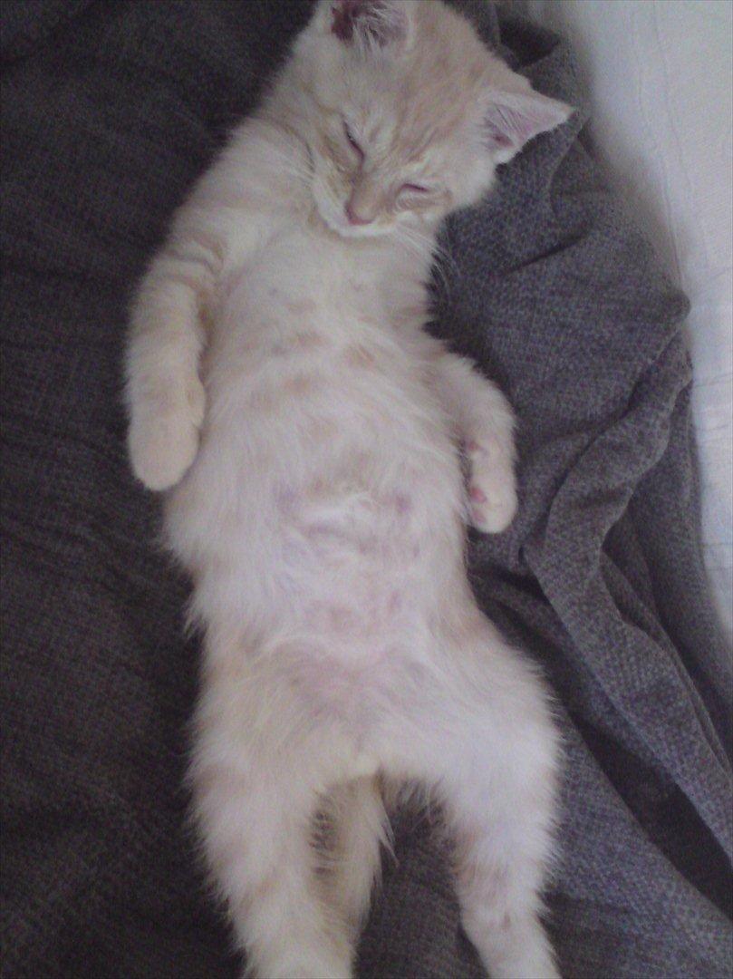 Blanding af racer Silas - Mega sødt billed hvor han sover ved mig på sofaen - og nej han har ikke været på druk he he :) billede 4