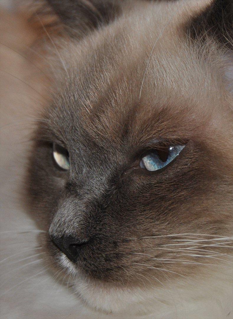 Ragdoll DK Lille Musse's Daredevil  aka Devil billede 6