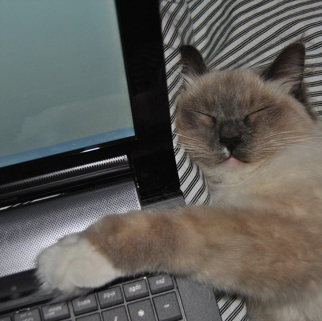 Ragdoll DK Lille Musse's Daredevil  aka Devil billede 10