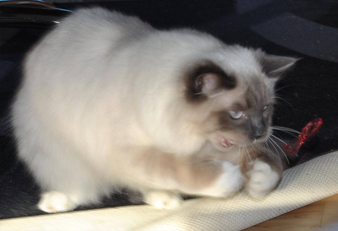 Ragdoll DK Lille Musse's Daredevil  aka Devil billede 9