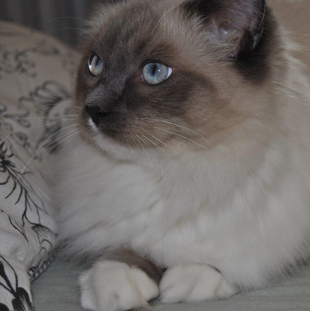 Ragdoll DK Lille Musse's Daredevil  aka Devil billede 8