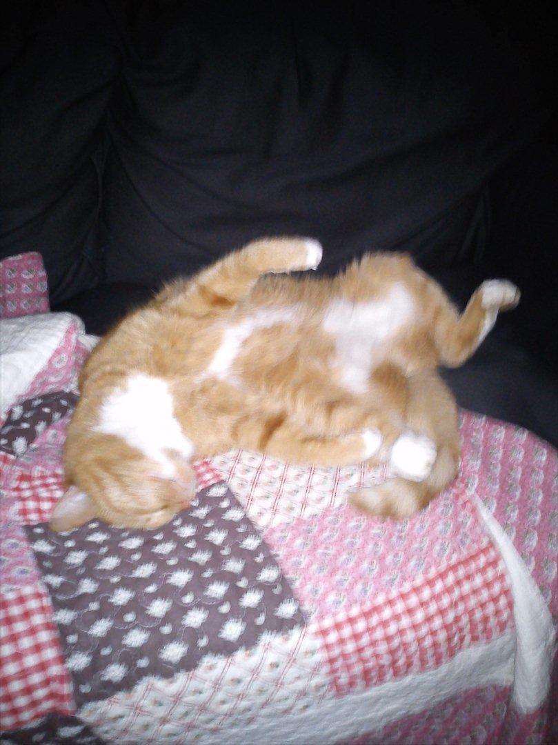 Huskat Mullerbjørn.. {min engel:* - Nutid Datid cute foraltid<33 billede 10