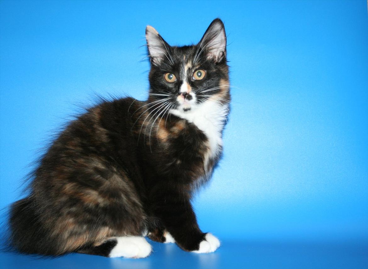 Kurilean Bobtail Nika - CH. Brusnika Pride Amour * RU billede 18