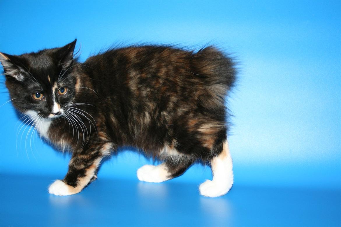 Kurilean Bobtail Nika - CH. Brusnika Pride Amour * RU billede 19