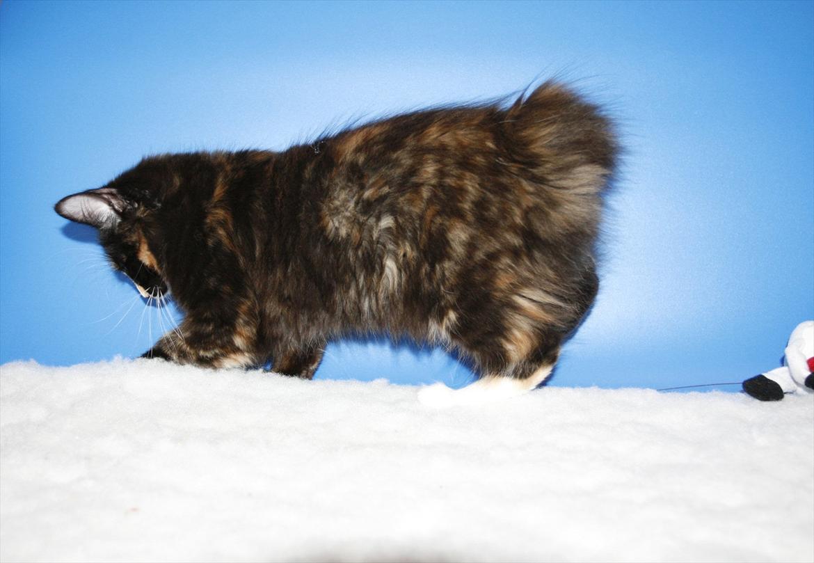 Kurilean Bobtail Nika - CH. Brusnika Pride Amour * RU billede 20