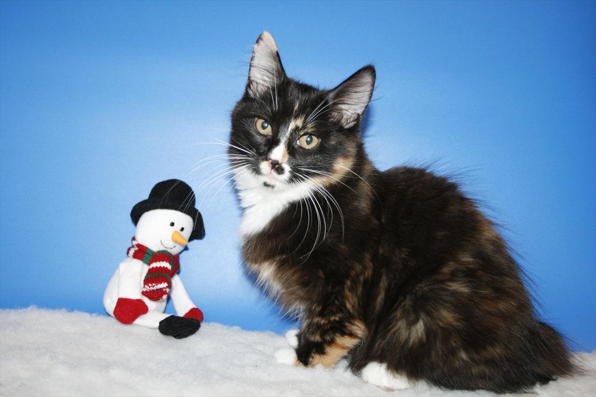 Kurilean Bobtail Nika - CH. Brusnika Pride Amour * RU billede 21