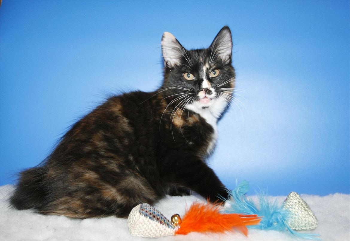 Kurilean Bobtail Nika - CH. Brusnika Pride Amour * RU billede 22