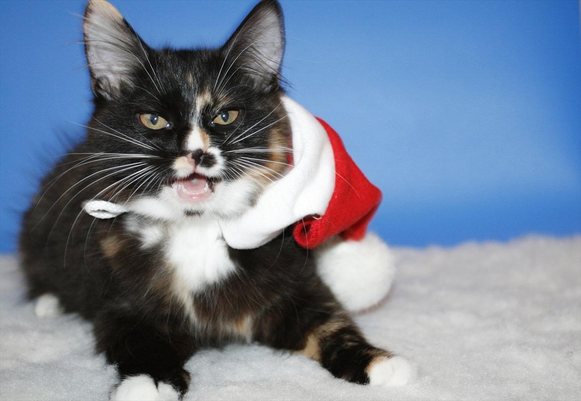 Kurilean Bobtail Nika - CH. Brusnika Pride Amour * RU billede 23