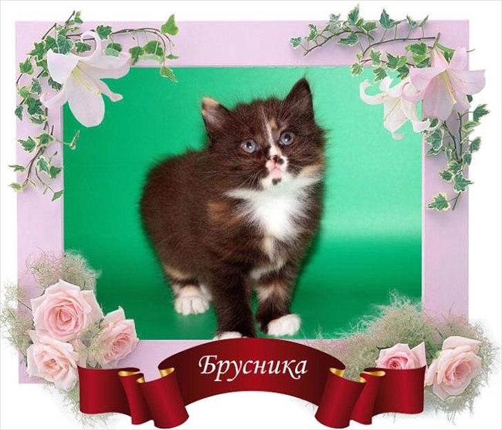 Kurilean Bobtail Nika - CH. Brusnika Pride Amour * RU billede 24