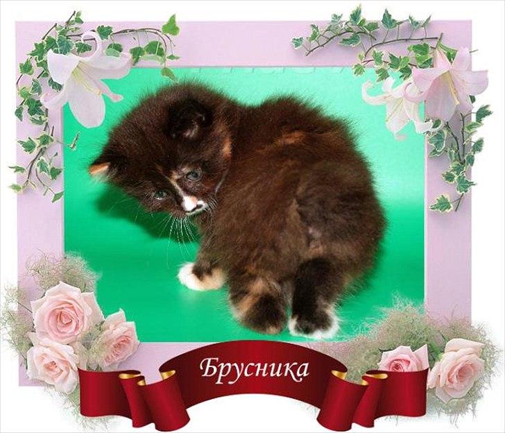 Kurilean Bobtail Nika - CH. Brusnika Pride Amour * RU billede 25