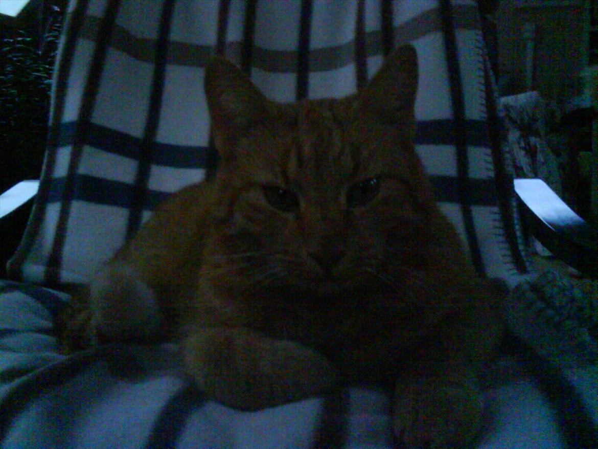 Huskat Filli <3 <3 billede 10