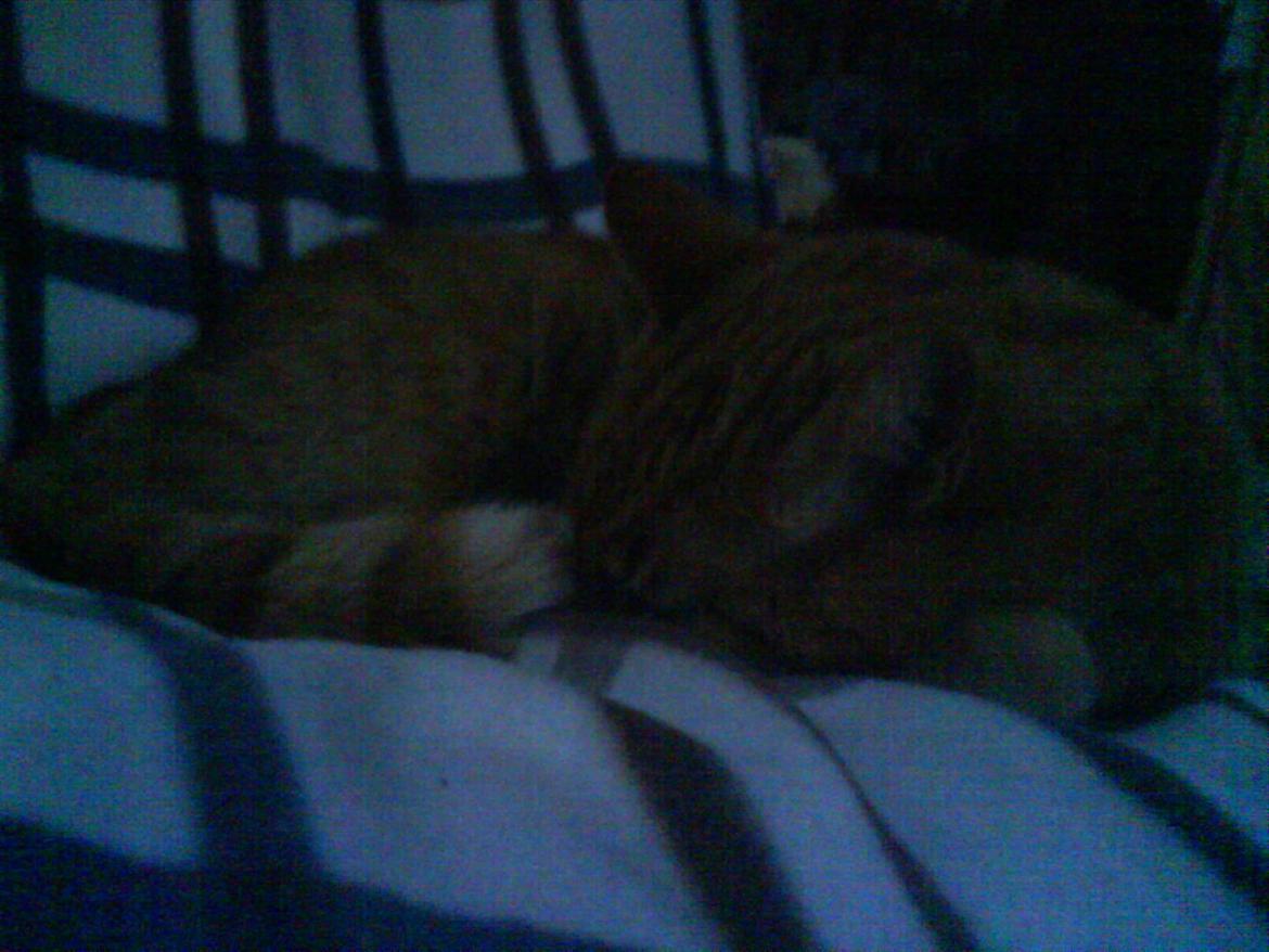 Huskat Filli <3 <3 billede 11