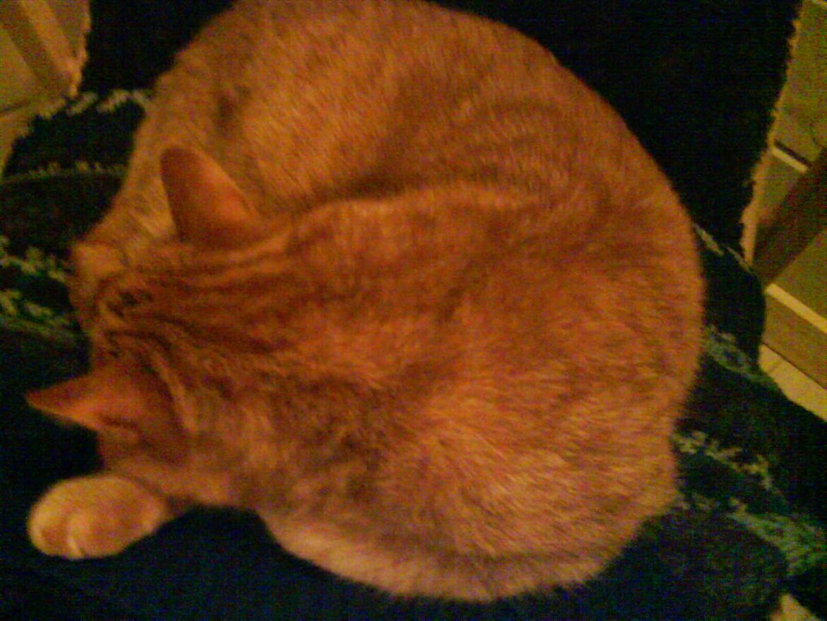 Huskat Filli <3 <3 billede 12