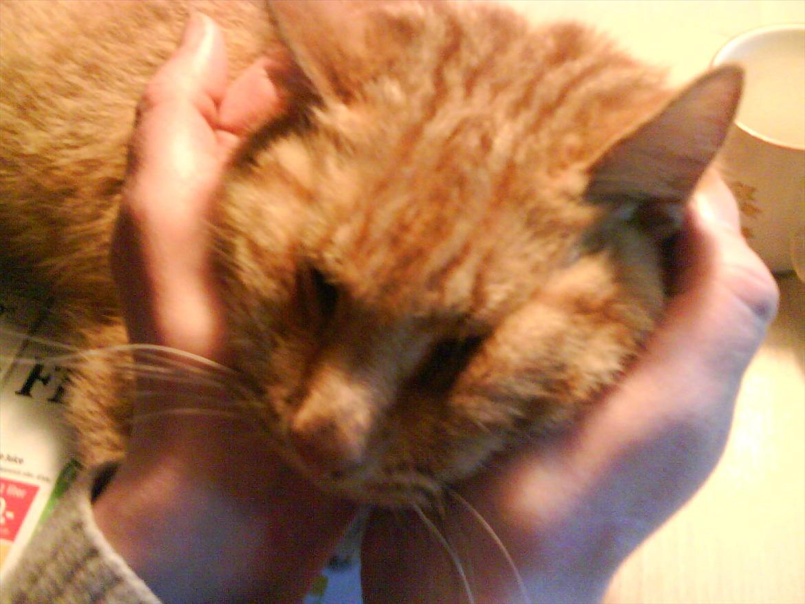 Huskat Filli <3 <3 - han elskede det bare billede 13