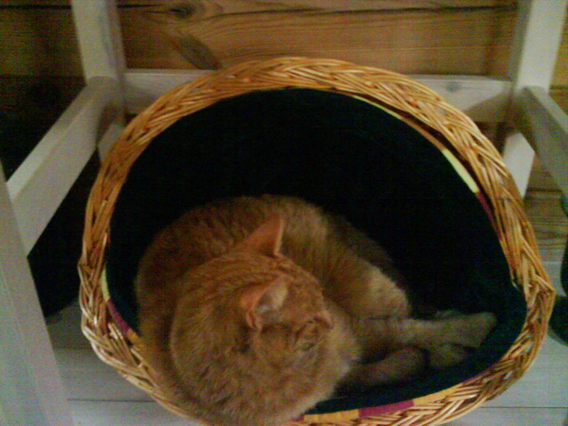 Huskat Filli <3 <3 - hans ynglings kurv billede 14