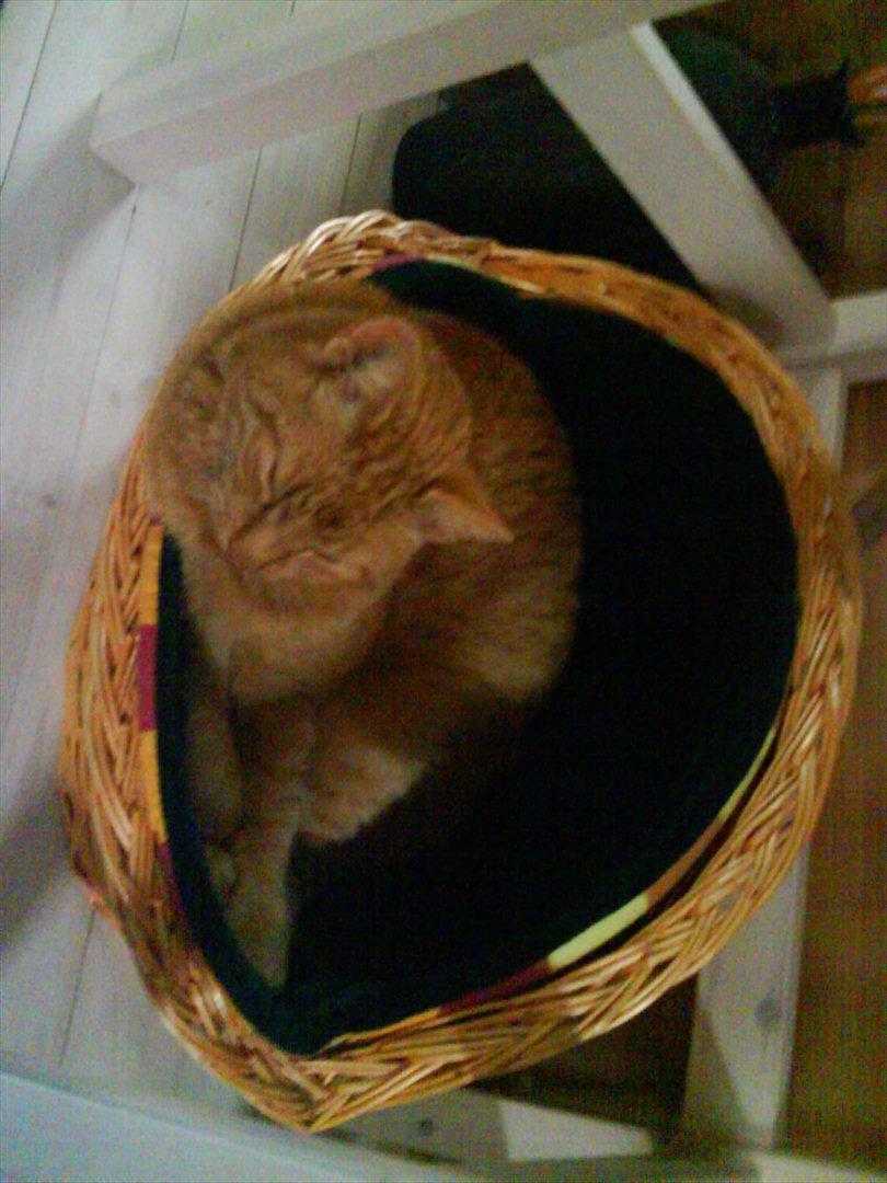 Huskat Filli <3 <3 billede 15