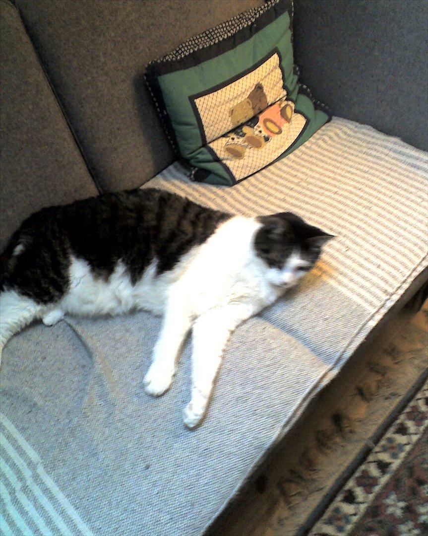 Huskat micky billede 1