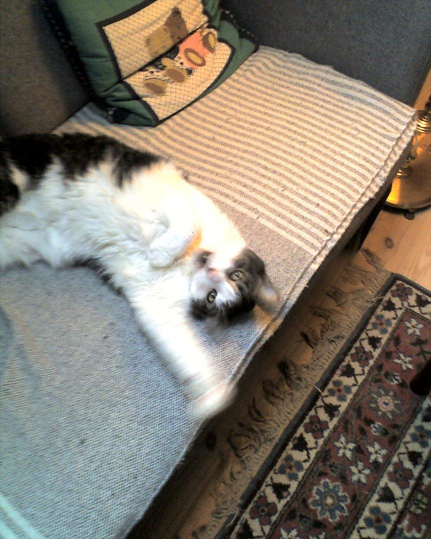 Huskat micky billede 2