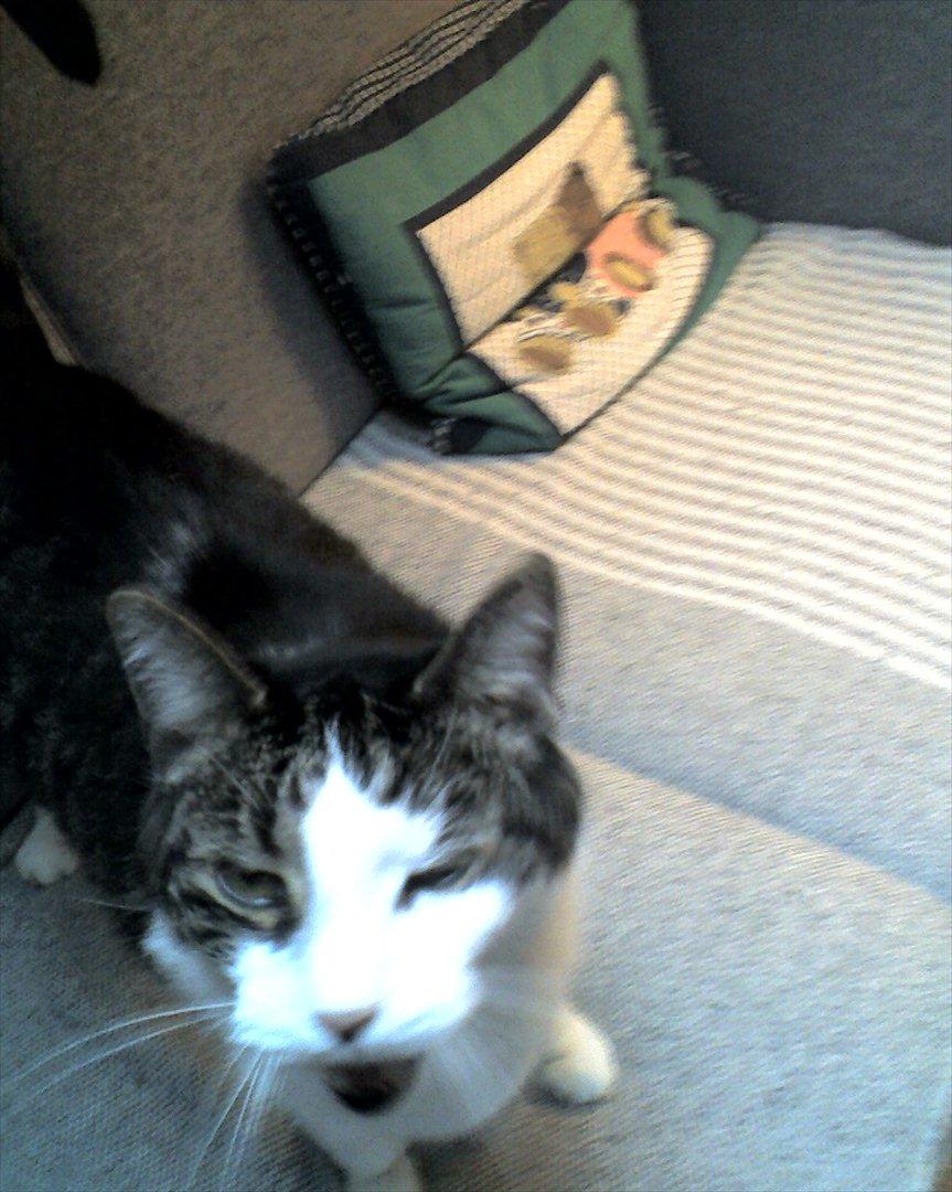 Huskat micky billede 3