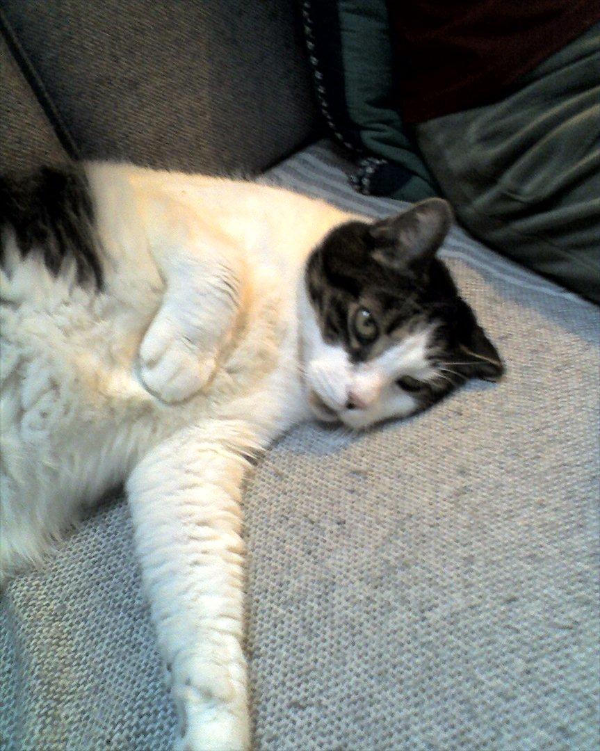 Huskat micky billede 4