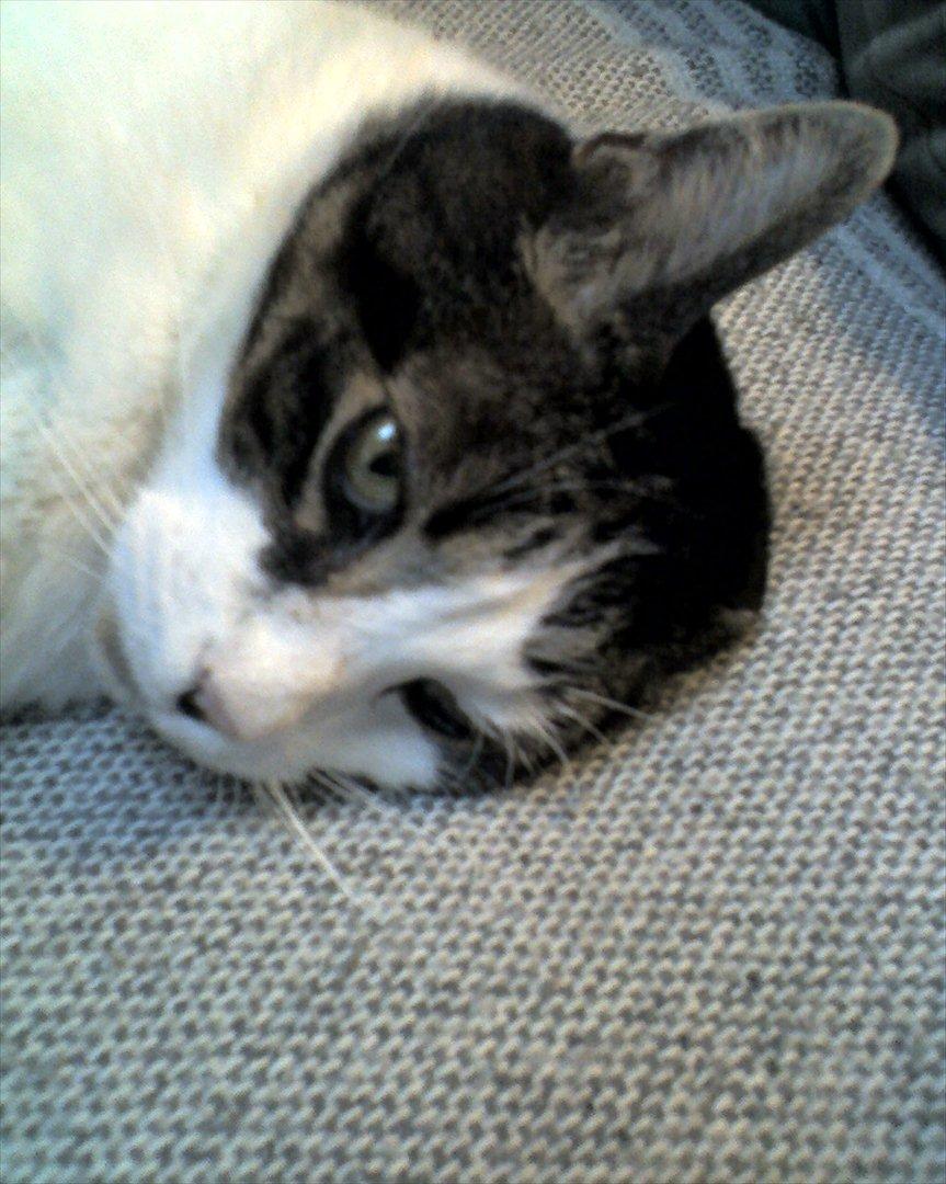 Huskat micky billede 5