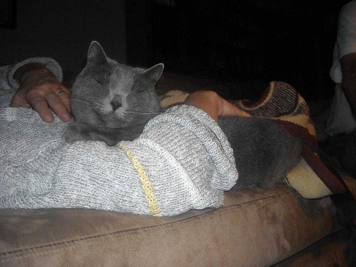 Huskat Beauty billede 9