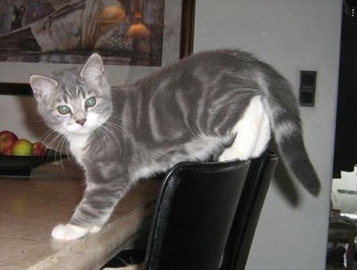 Blanding af racer Aya billede 1