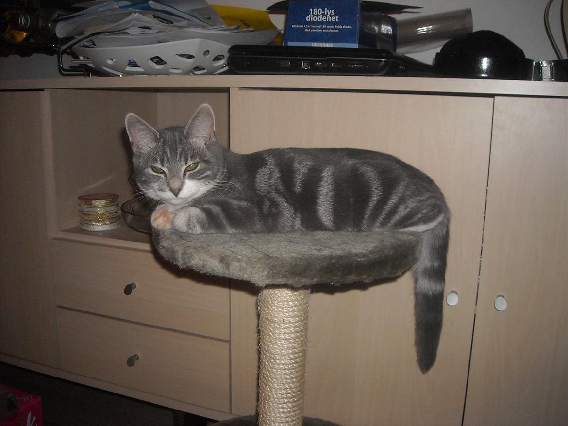 Blanding af racer Aya billede 2