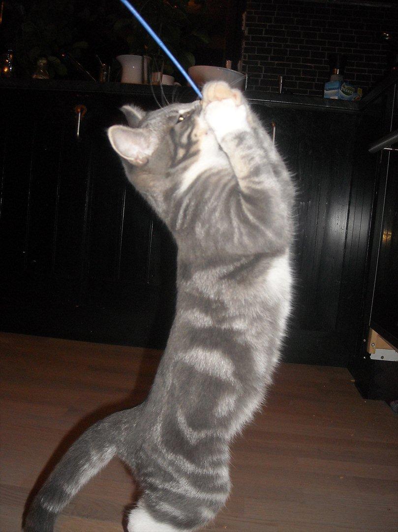 Blanding af racer Aya billede 3