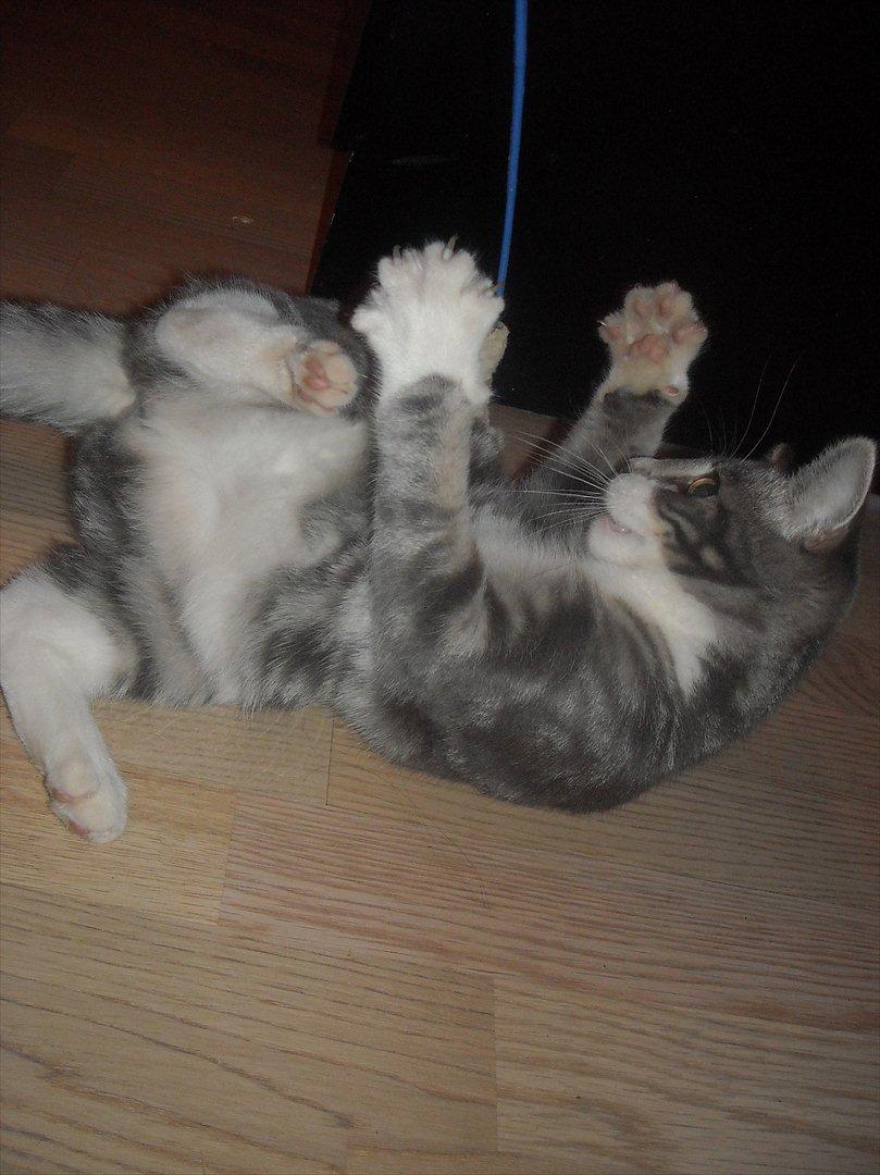 Blanding af racer Aya billede 4