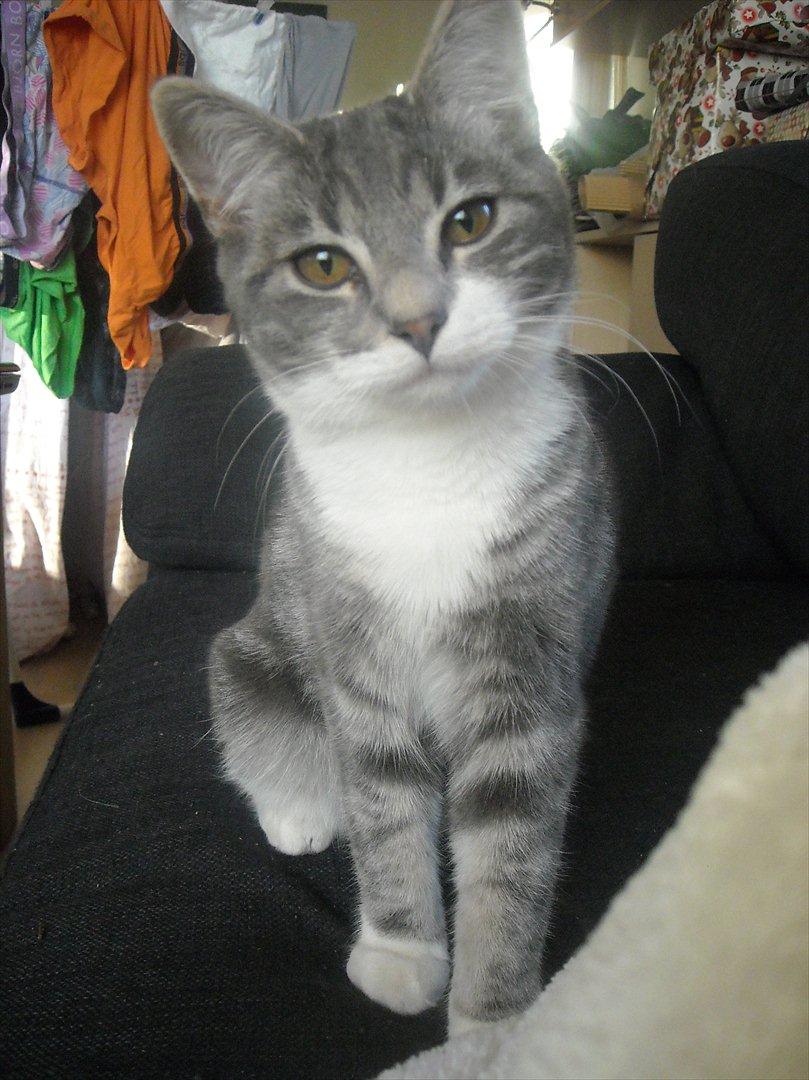 Blanding af racer Aya billede 5