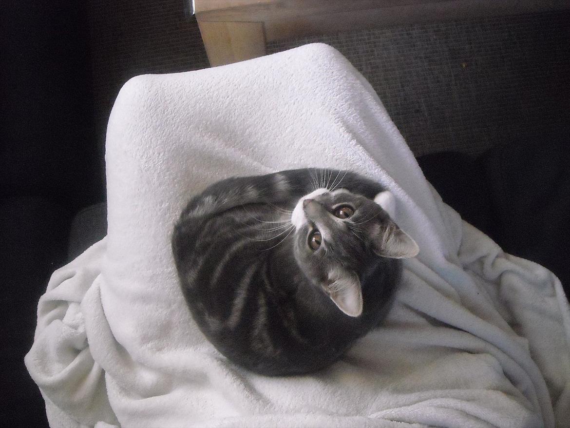 Blanding af racer Aya billede 6