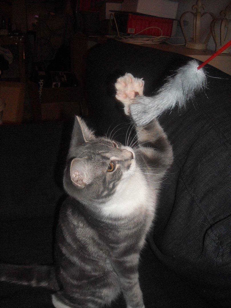 Blanding af racer Aya billede 7