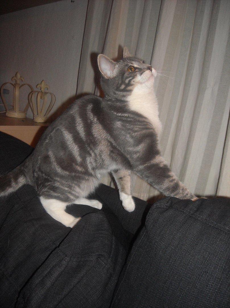 Blanding af racer Aya billede 8