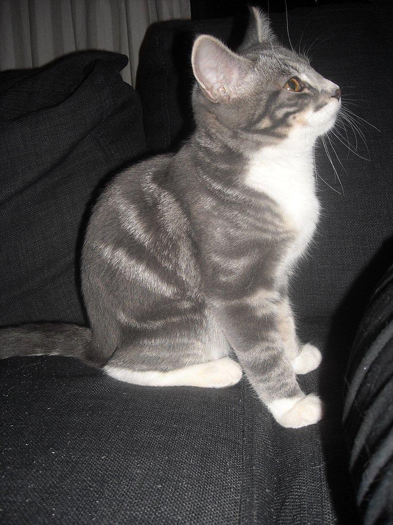 Blanding af racer Aya billede 9