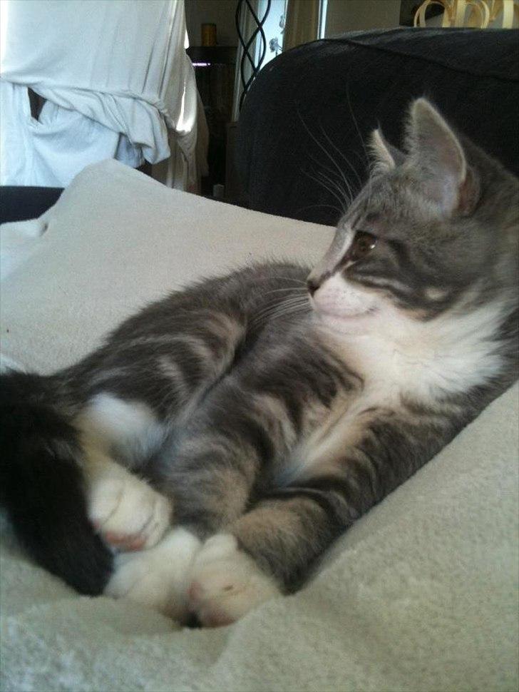 Blanding af racer Aya billede 10